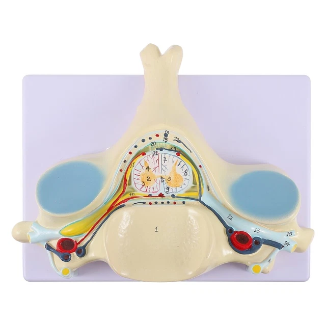 Medical props model Free postage Cervical Vertebra Arteria Spine Spinal Nerves Anatomical Model Life Size