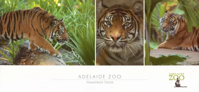 T3201 Australia-SA Adelaide Zoo Tigers postcard