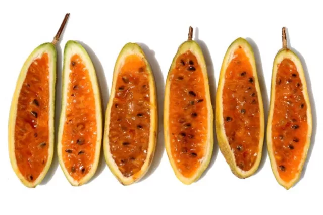 50 Graines de Curuba, Passiflora Mollissima, Banana Passionfruit seeds