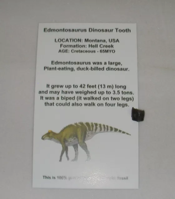 Hadrosaur Edmontosaurus teeth tooth fossil Dinosaur