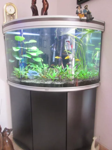 aquarium d'angle avec meuble 190 litres avec poissons  . très bon état.
