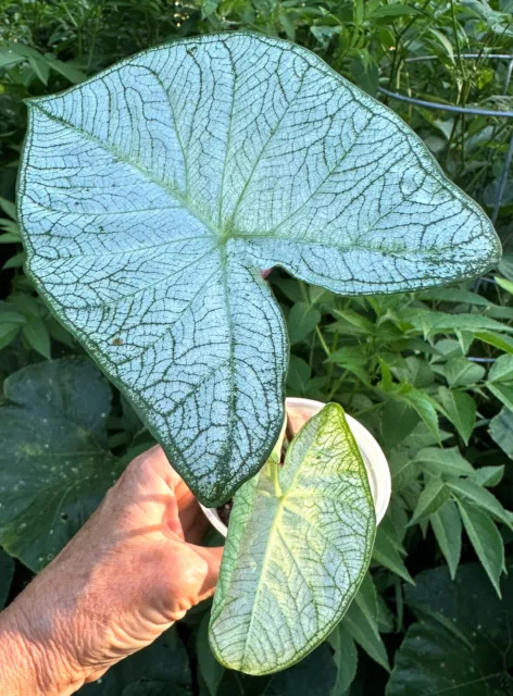 Caladium Tropical Indoor Outdoor Plant #121 Vibrant Colour | Colly Dolly EXPRESS