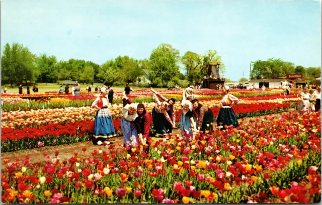 Nelis Tulip Farms Dutch Maidens May Festival Holland Michigan Vintage Postcard