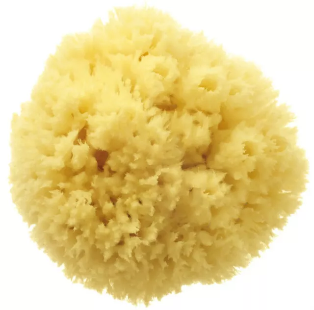 XLarge Adult Bath Premium Natural Greek Sea Sponge Uncut Formed 6.5''- 7'' 2