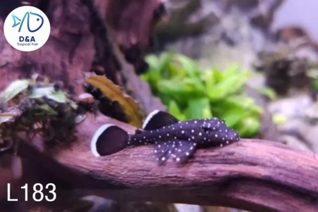 1 L183 STARLIGHT PLECO (Size 2.5+ cm / 1+ inch) - High Quality Pleco Live Fish 2