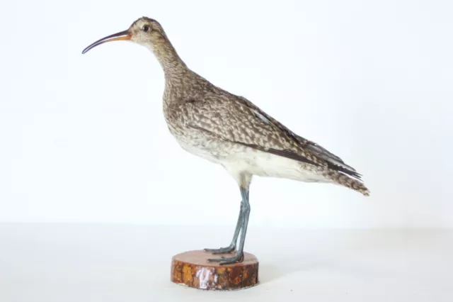 Taxidermy-hunting-chasse-präparat- Whimbrel with permit