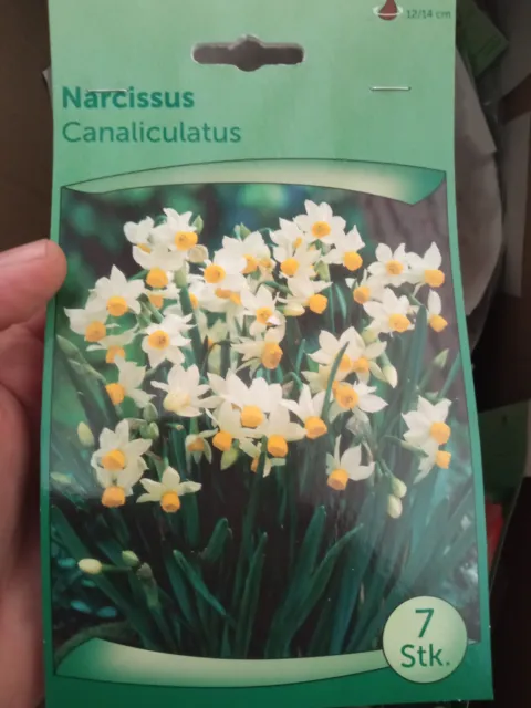 Ampoule De Narcisse Narcissus Caniculatus Plantes Sac Avec 7 Bulbes