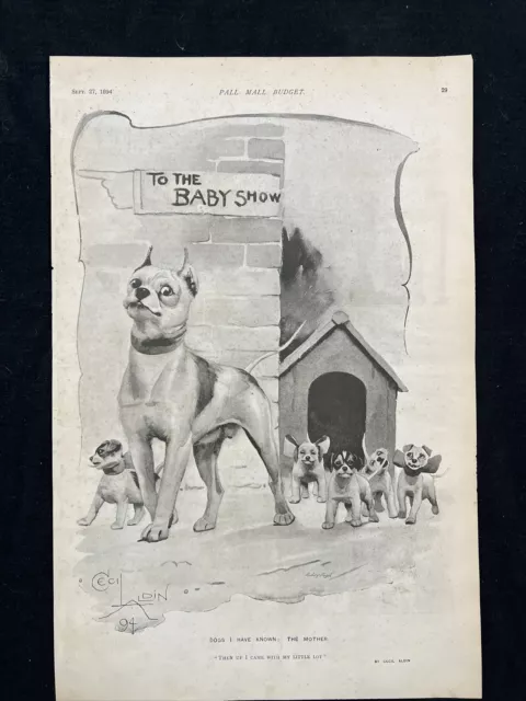 Boston Terrier Mom & Pups Baby Show 1894 Cecil Aldin Dog Art