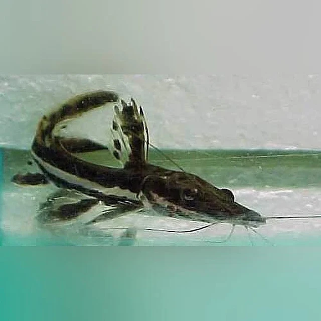 Tiger Shovelnose Catfish 2”-3”+  Live Tropical Freshwater Fish