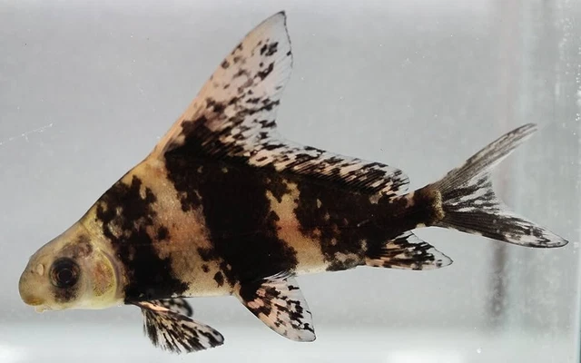 1 Live Chinese Hi-Fin Banded Shaark Freshwater Fish 2-3" (Ships from Arizona)