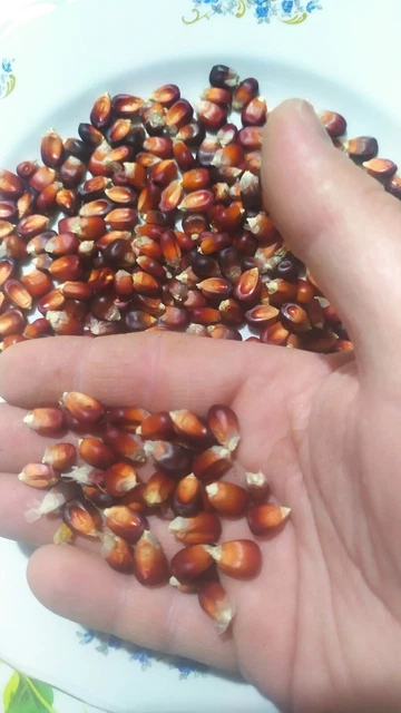 400 Semi Mais Ottofile Rosso 2024 – Varietà Antica Slow Food – Esaurito