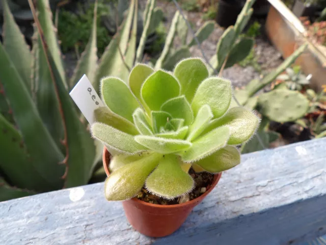 Aeonium X smithii big lovely succulent pot5cm wysiwyg