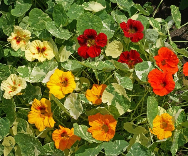 Grand Capucine Alaska mix - Nasturtium - Tropaeolum m. 5+ Graines - Seeds Ed 016
