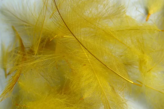 1g Plumes de Cul de Canard (CDC) OLIVE DORE / Golden Olive plumas moscas montaje