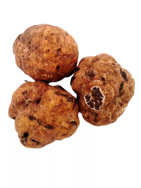 100G FRISCHE WEISSE BIANCHETTI Fruehling Tr\u00fcffel ITALIEN Tuber borchii ...