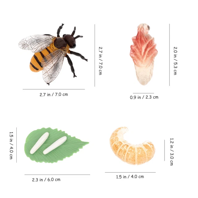LIFE CYCLE OF Bee Growth Model Life Cycle Figurines Statuette Solid ...