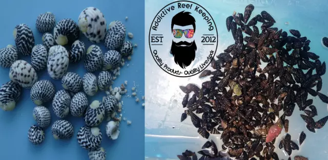 26 Lot Mix N Match Caribbean Cerith & Nerite Snail Live Clean Up Crew Saltwater