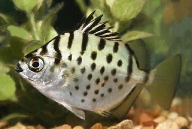 1 Live Silver Scat Premium Freshwater Tropical Fish High Quality Premium Grade A