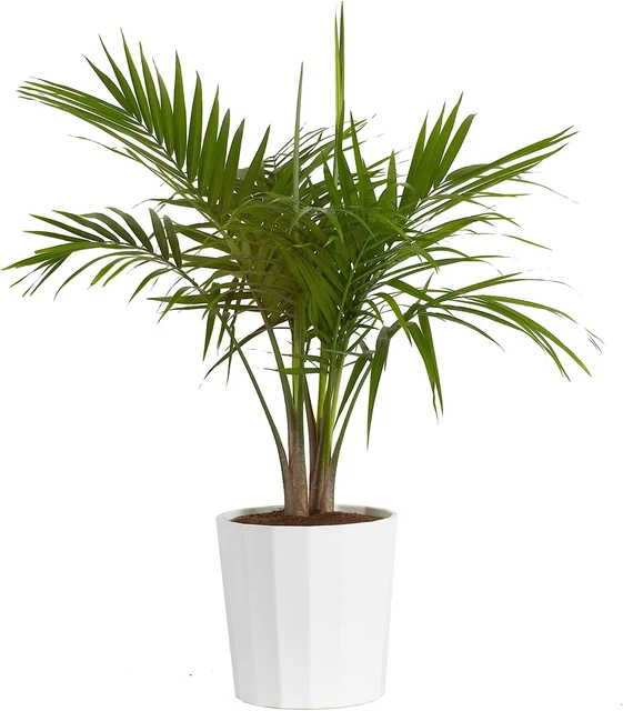 COSTA FARMS MAJESTY Palm Live Plant, Live Indoor and Outdoor Palm Tree