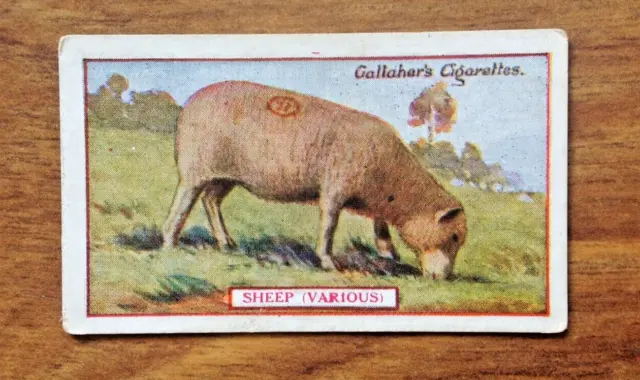 Tobacco Card, Gallaher, ANIMALS & BIRDS OF COMMERCIAL VALUE, 1921, Sheep #22