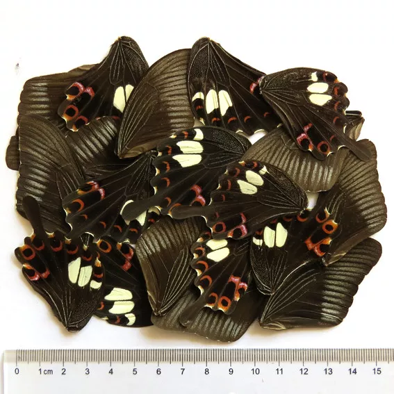 GIFT 32 pcs REAL BUTTERFLY wing material  DIY artwork jewelry  #50_B