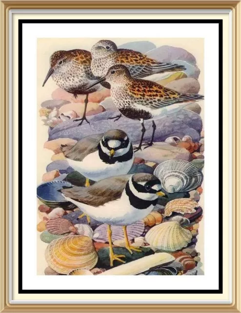 Old Vintage Litho CHARLES TUNNICLIFFE Art Print DUNLING RINGED PLOVER Sea Birds