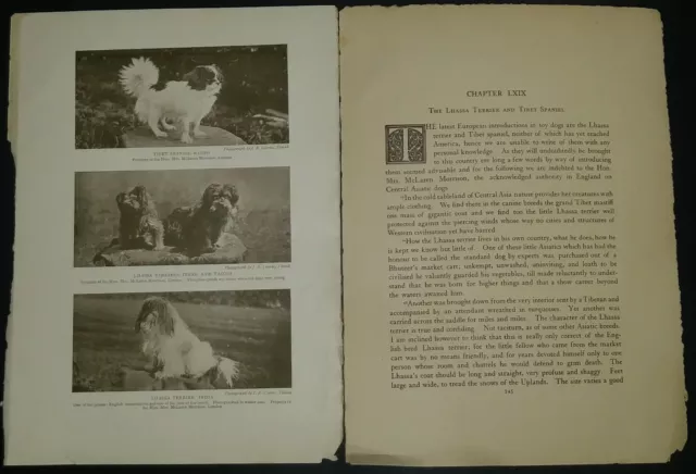 Lhassa Terrier Breed History & Photos from the 1906 Dog Book by James Watson