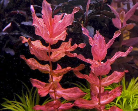 Rotala Macrandra Red - Giant Red Rotala Rose Pink Bunch Plants  BUY2GET1FREE