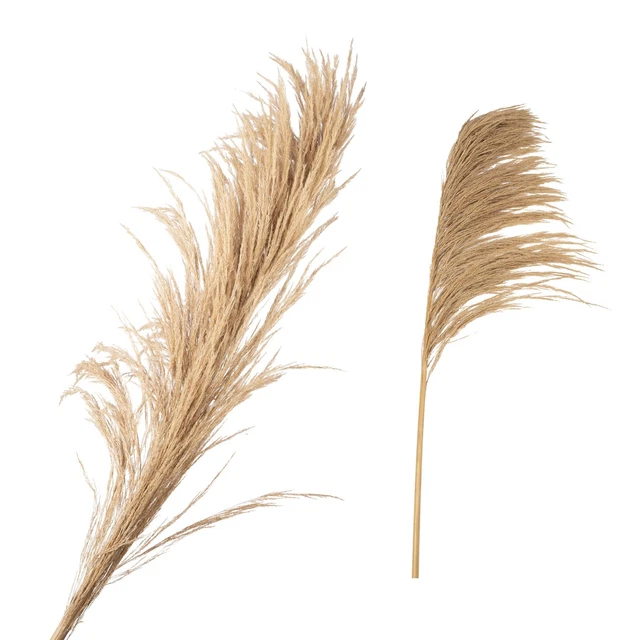 1 tallo de hierba pampa extra grande, alto seco natural esponjoso real, 165 cm