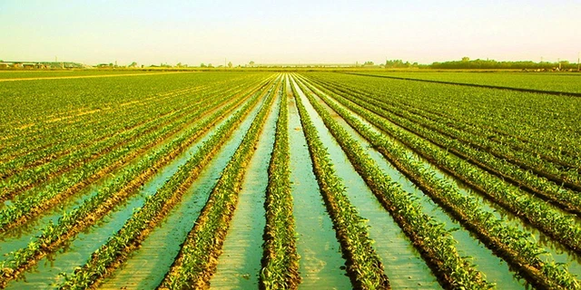 Agricultural Greatness Kettleman City, Ca. Kings COUNTY