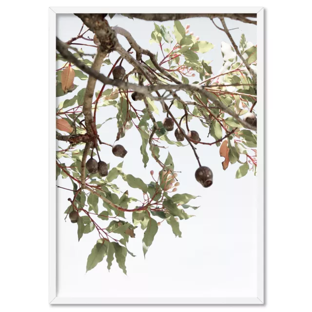 Australian Eucalyptus Photography. Gumnuts  Botanical Art Poster Print | LND-13