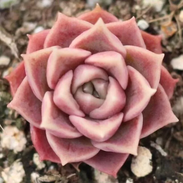 pink Mohican succulent seeds x30