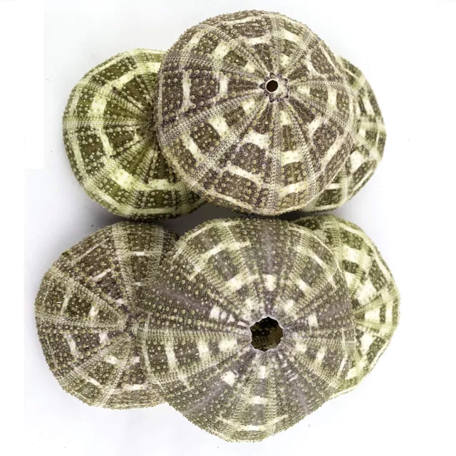 Large Alfonso Gator Sea Urchins Shells 6PC 3"-4" Inch