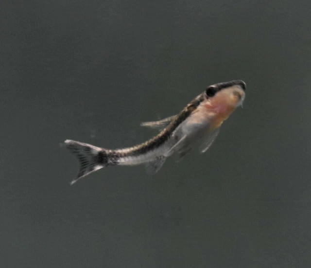 Live Otocinclus Catfish (Pack of 6 Aquarium Algae Eaters) *PLS READ DESCR* 2