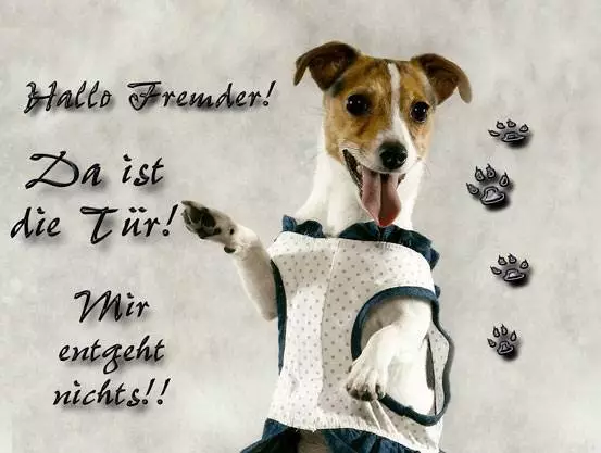 Jack Russell   Aluschild  Türschild Funschild Geschenk Angebot