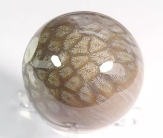 Unique - One-Off Carved & Polished Wiltshire Star Stone Agatised Coral Sphere Uk