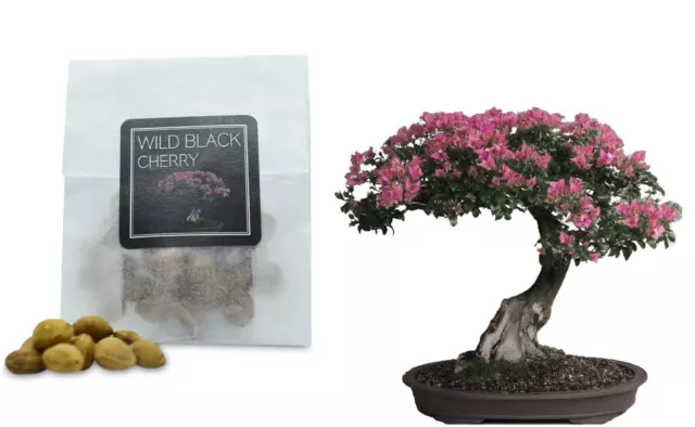 30 Wild Black Cherry Bonsai Seeds | Grow Your Own Bonsai Tree | Beginners Gift