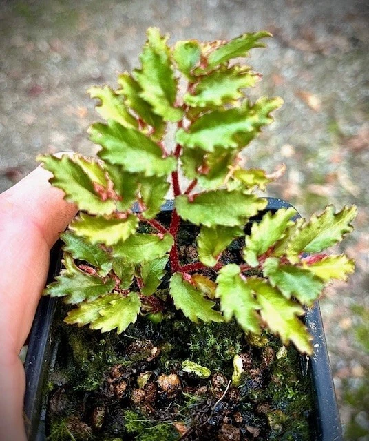 BEGONIA MINUTIFOLIA RARE plant aroid monstera philodendron terrarium ...