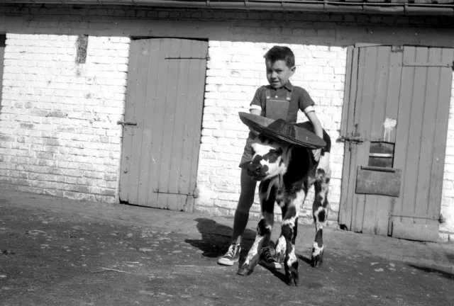 Vache Veau avec sombrero famille ferme - lot 5 négatifs photo ancien an. 1940