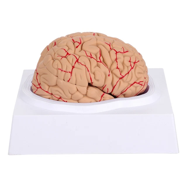 Modèle De Crâne Humain Réaliste En ABS - 9,5x7,5x6,5 Cm, Pour étude Anatomie Ou Décoration Halloween - 10