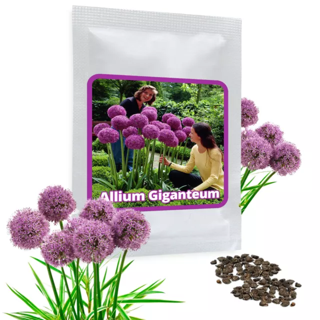 PORRO GIGANTE (Allium giganteum) - 30 semi / confezione - porro ornamentale - resistente all'inverno