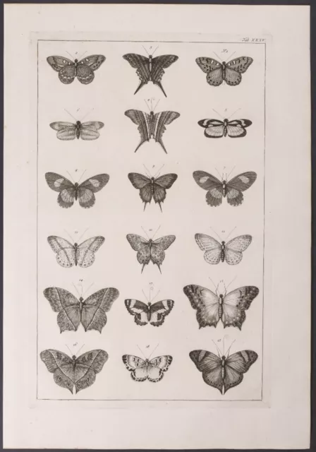 Seba - Butterflies & Moths. 35-2, 1765 Curiosities Original Folio Engraving