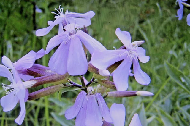 30 Seme Seifenkraut, Saponaria Officinali #589