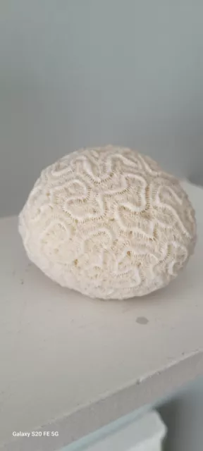 Natural BRAIN CORAL. White Fossil Sea Ocean Beach House Aquarium Decor 12 oz