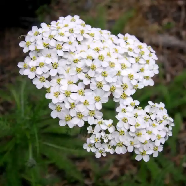 MILENRAMA BLANCA achillea millefolium 1600 semillas - seeds   frescas