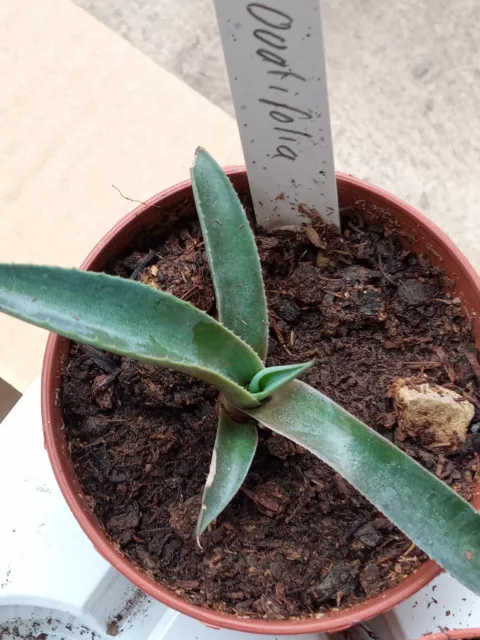 Agave Ovatifolia Plante Jeune 5 CM Succulente Cactus Echeveria