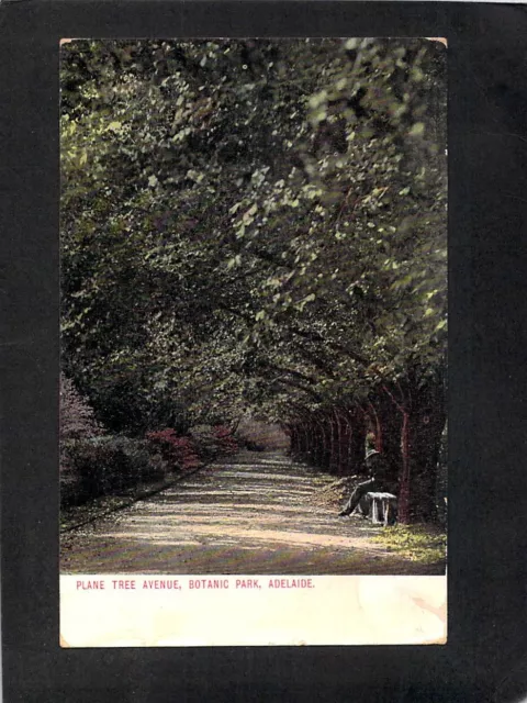 B2422 Australia SA Botanic Park Adelaide Plane Tree Ave vintage postcard