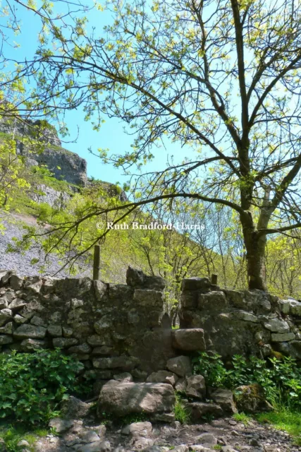 Ash Tree Stile Dry Stone Wall Peak District Art Photograph Mounted Print Cards