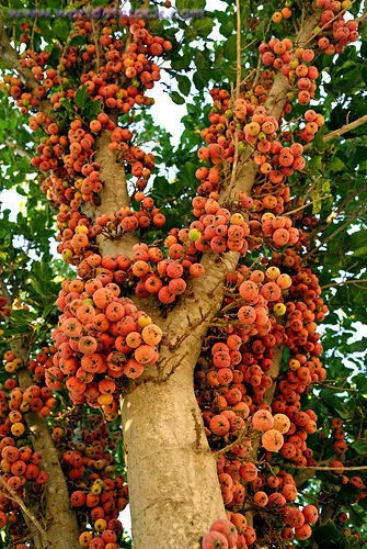 Ficus sycamorus - Sycomore Fig - Fruit Tree Seeds - 10 to 100 Seeds