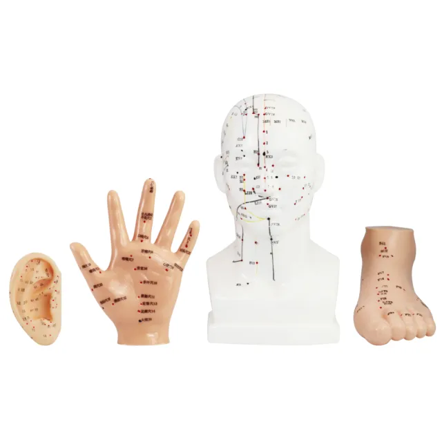 megro Akupunktur Einzelmodell Akupunkturmodell Kopf, Hand, Fuß oder Ohr